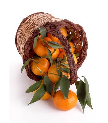 Tout savoir sur la Mandarine Tardive de Ciaculli/Marzaïolo