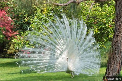 Look for the white peacock, the mascot of the garden. Photo © almac