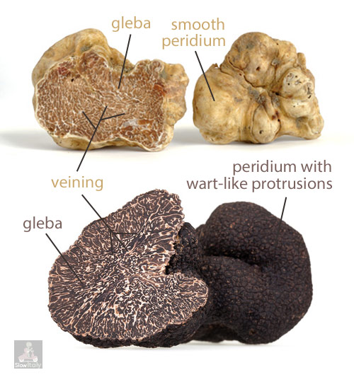 White Truffle Vade Mecum Busting 10 Myths About Alba Truffles