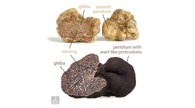 White Truffle Vade Mecum Busting 10 Myths About Alba Truffles